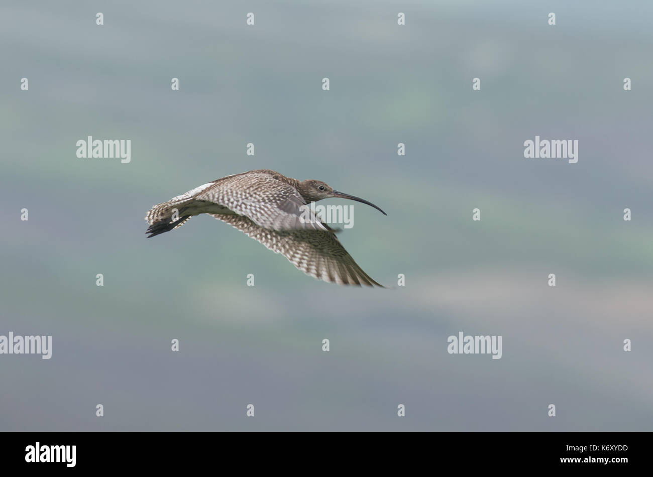 Curlew In Flight Uk wading birds in flight hi-res stock photography and images - Alamy