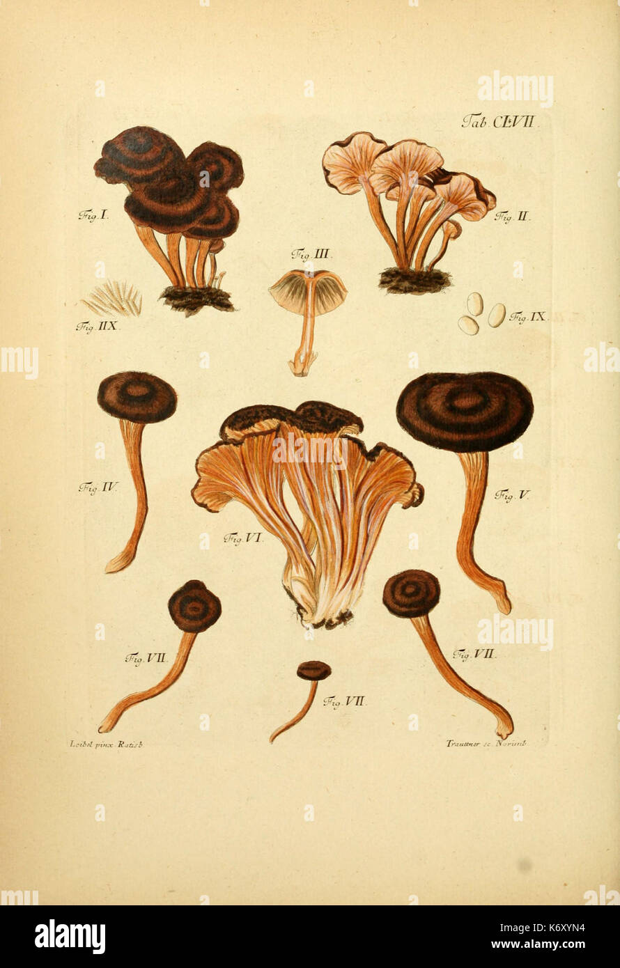 Fungorum qui in Bavaria et Palatinatu circa Ratisbonam nascuntur icones ...
