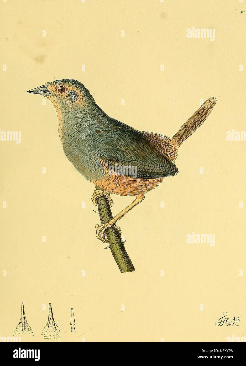 Eugralla paradoxa by Heinrich von Kittlitz Stock Photo Alamy