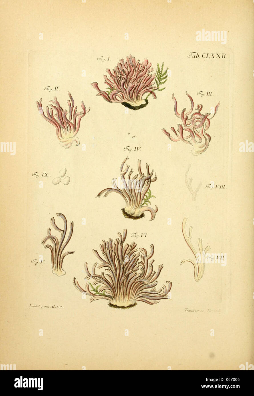 Fungorum qui in Bavaria et Palatinatu circa Ratisbonam nascuntur icones ...