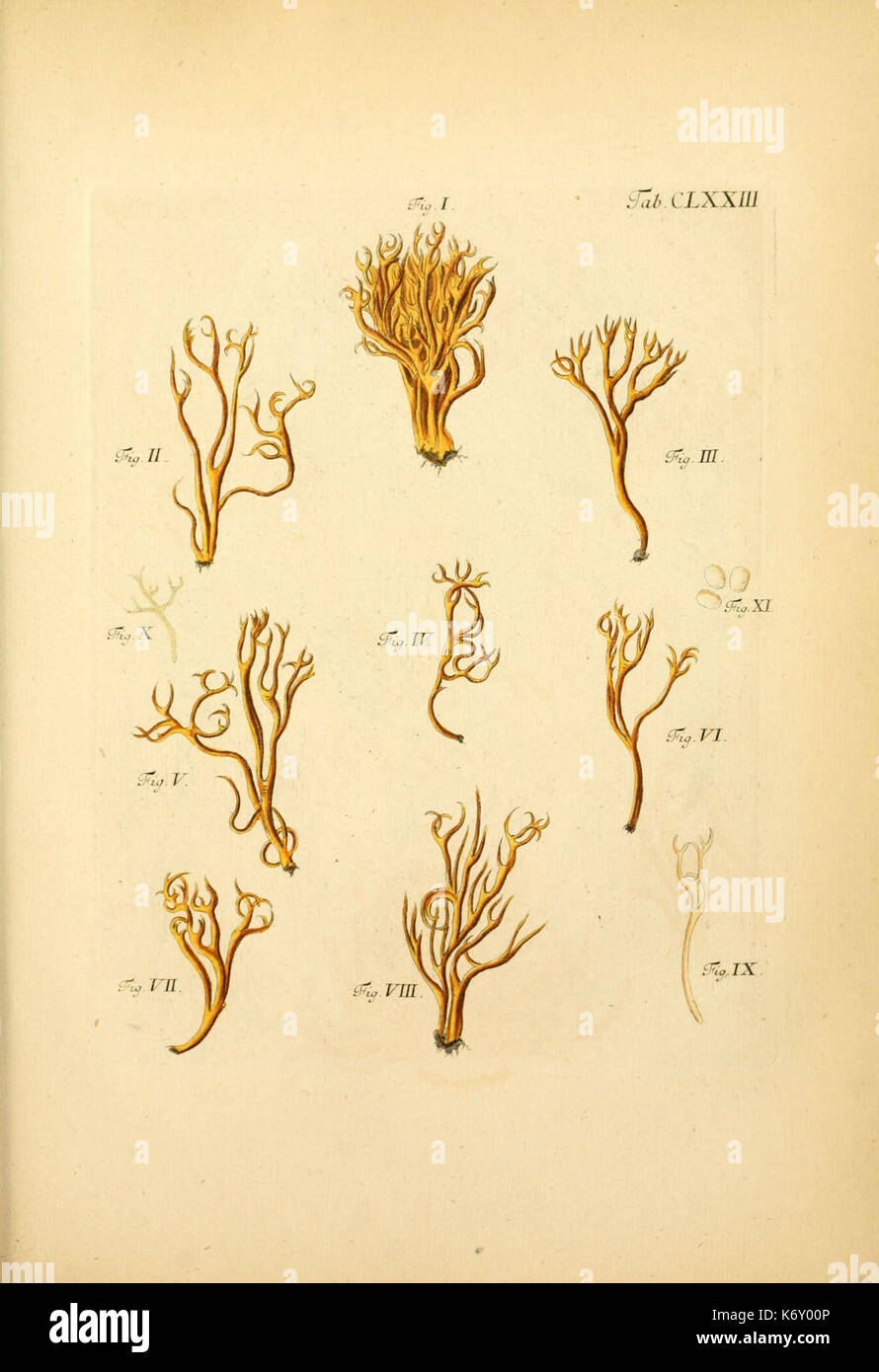 Fungorum qui in Bavaria et Palatinatu circa Ratisbonam nascuntur icones ...