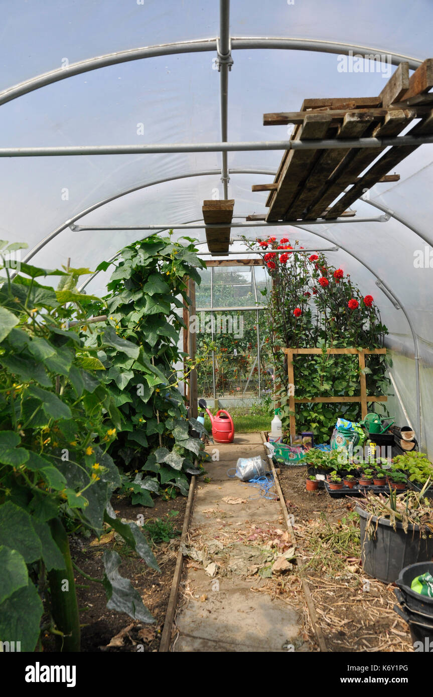 Polytunnel allotment hi-res stock photography and images - Alamy