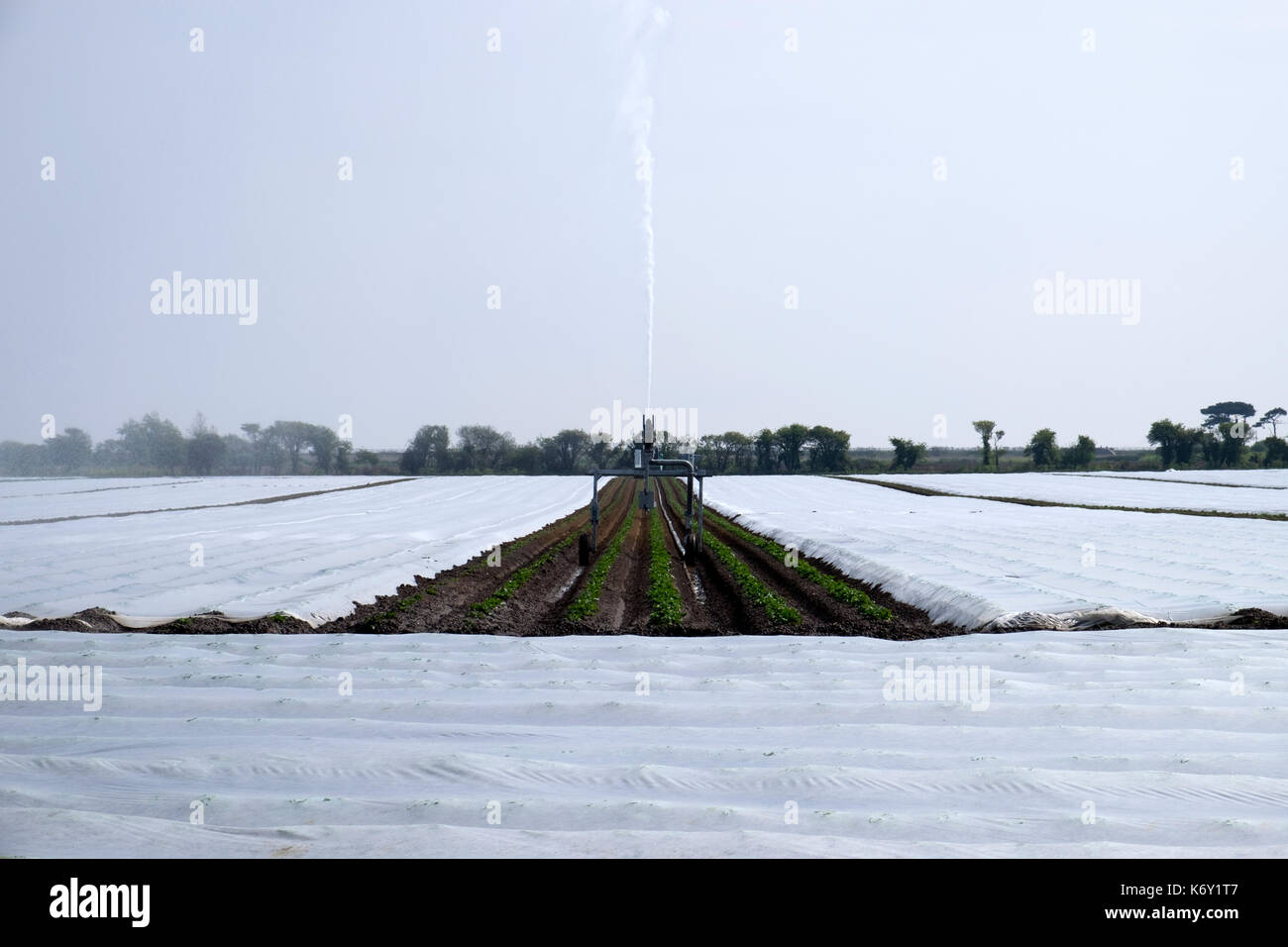 Irrigated potato crop growing under fleece Bawdsey Suffolk England Stock Photo