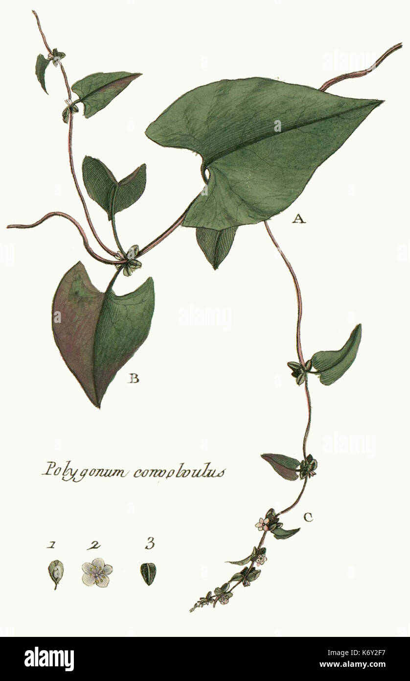 Fallopia convolvulus botanical illustration hi-res stock photography ...