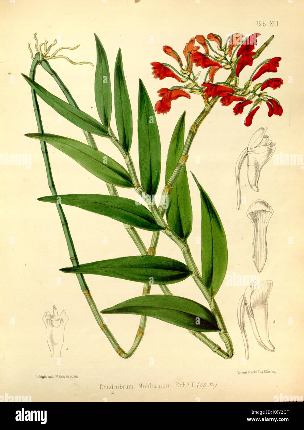 Flora vitiensis 091 Dendrobium mohlianum Stock Photo Alamy