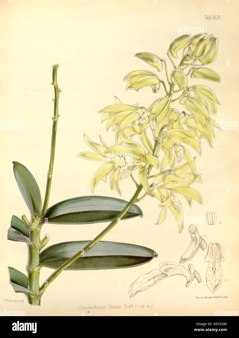 Flora vitiensis 092 Dendrobium tokai Stock Photo