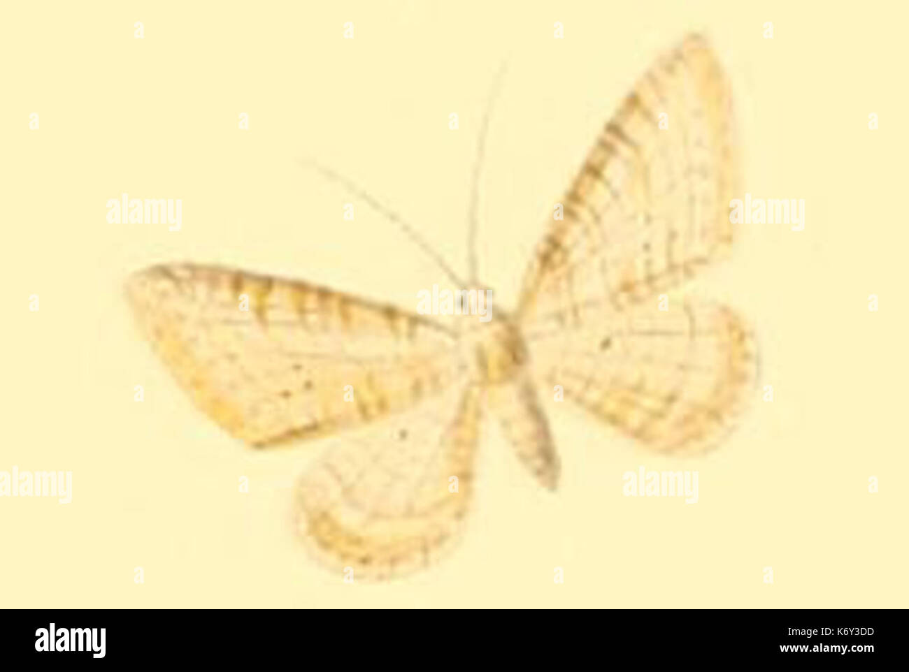 Eupithecia fuscicostata Stock Photo