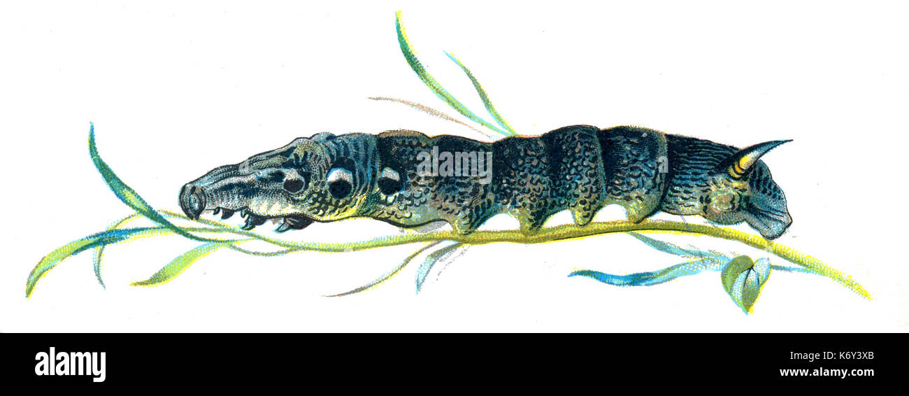 F Nemos OBA Deilephila elpenor caterpillar Stock Photo