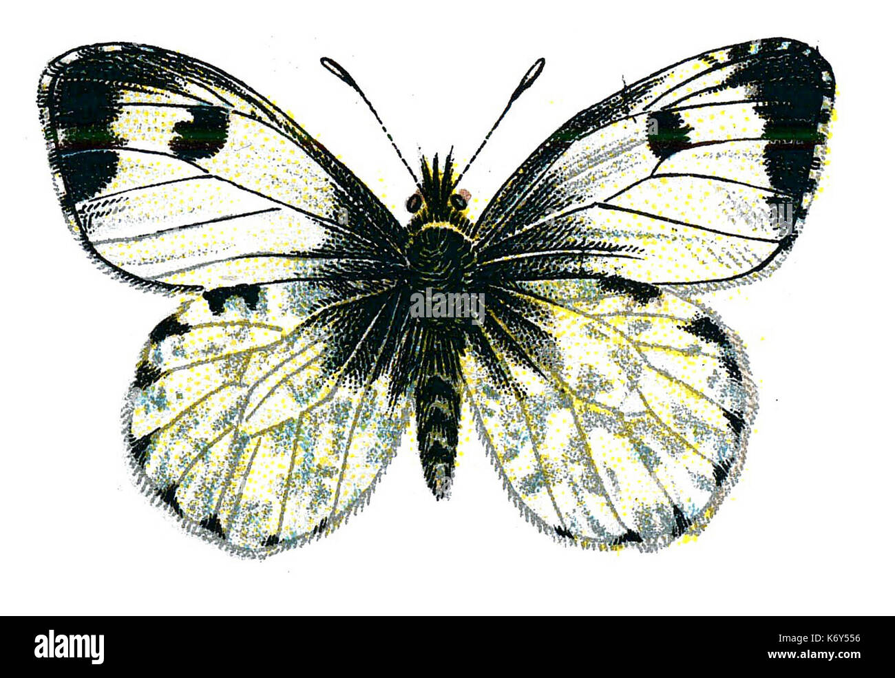 Внешнее строение бабочки. Бабочки в англии. Строение тела бабочки. Проект по английскому про бабочку. Мотылек на английском.