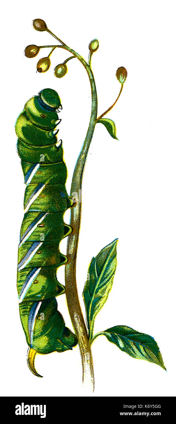 F Nemos OBA Sphinx ligustri caterpillar Stock Photo