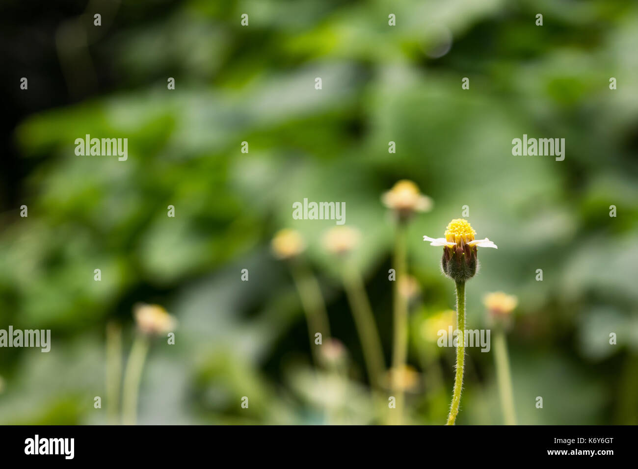Small white petal and yellow pollen flowers in the park with copy space Stock Photo