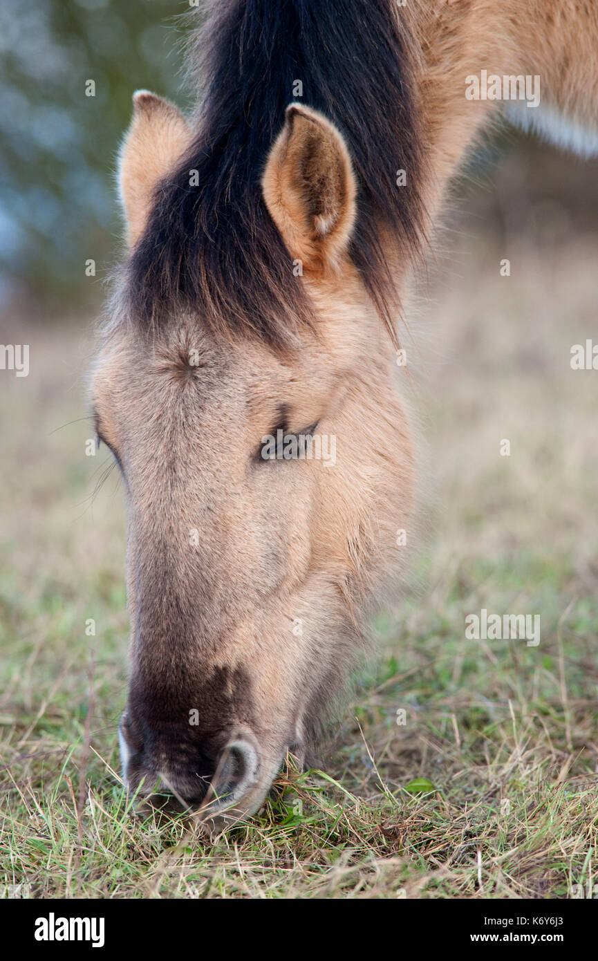 Konik Horse, Kent UK, grazing, feeding on grass, direct descendants of ...