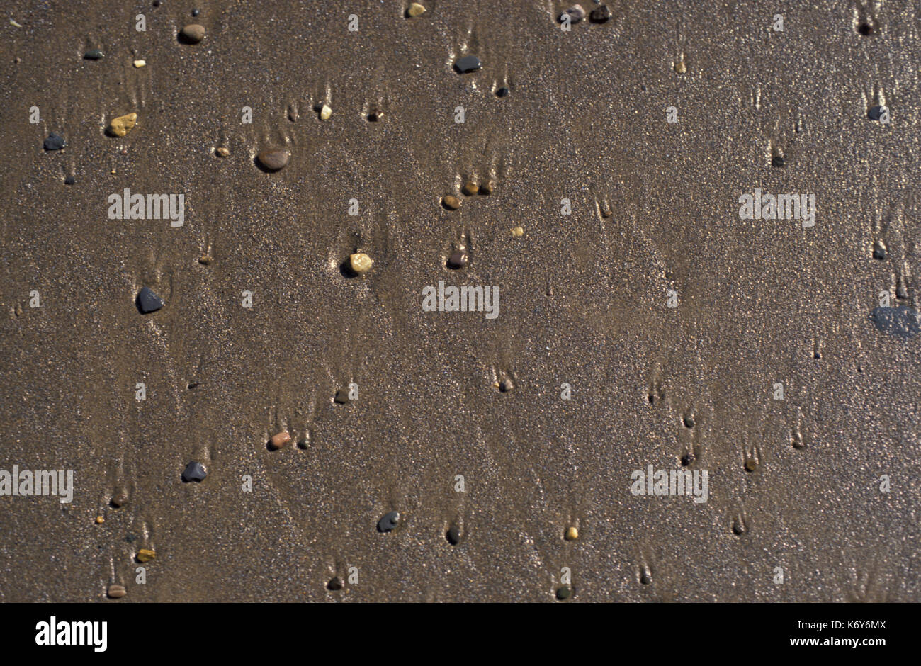 Stones on sandy beach, UK, tidal, tide, pattern Stock Photo