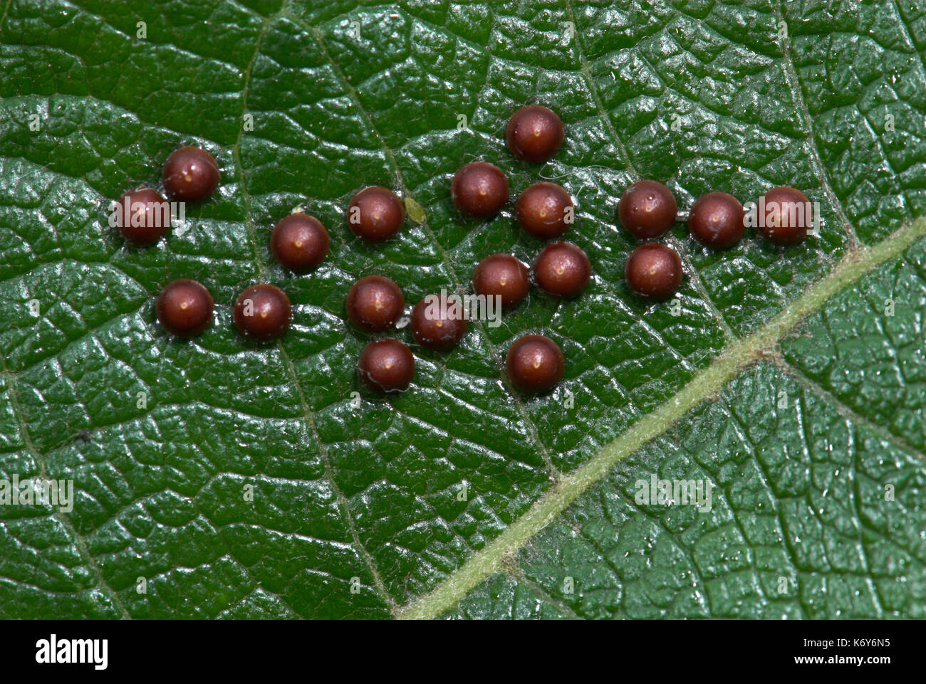 Puss Moth Caterpillar, Cerura Vinula, Eggs, Ova, Laid On Leaf, UK.