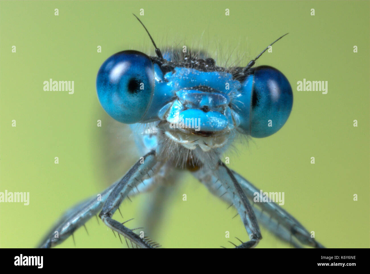 Damselfly british isles hires stock photography and images Alamy