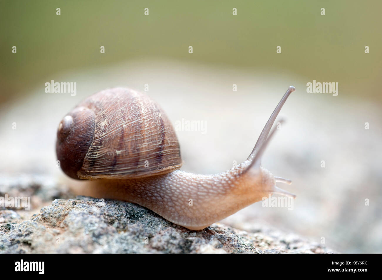 Land Snail, Gastropod, Lesvos Island, Greece, soft focus, eye, stalk, small Stock Photo Alamy
