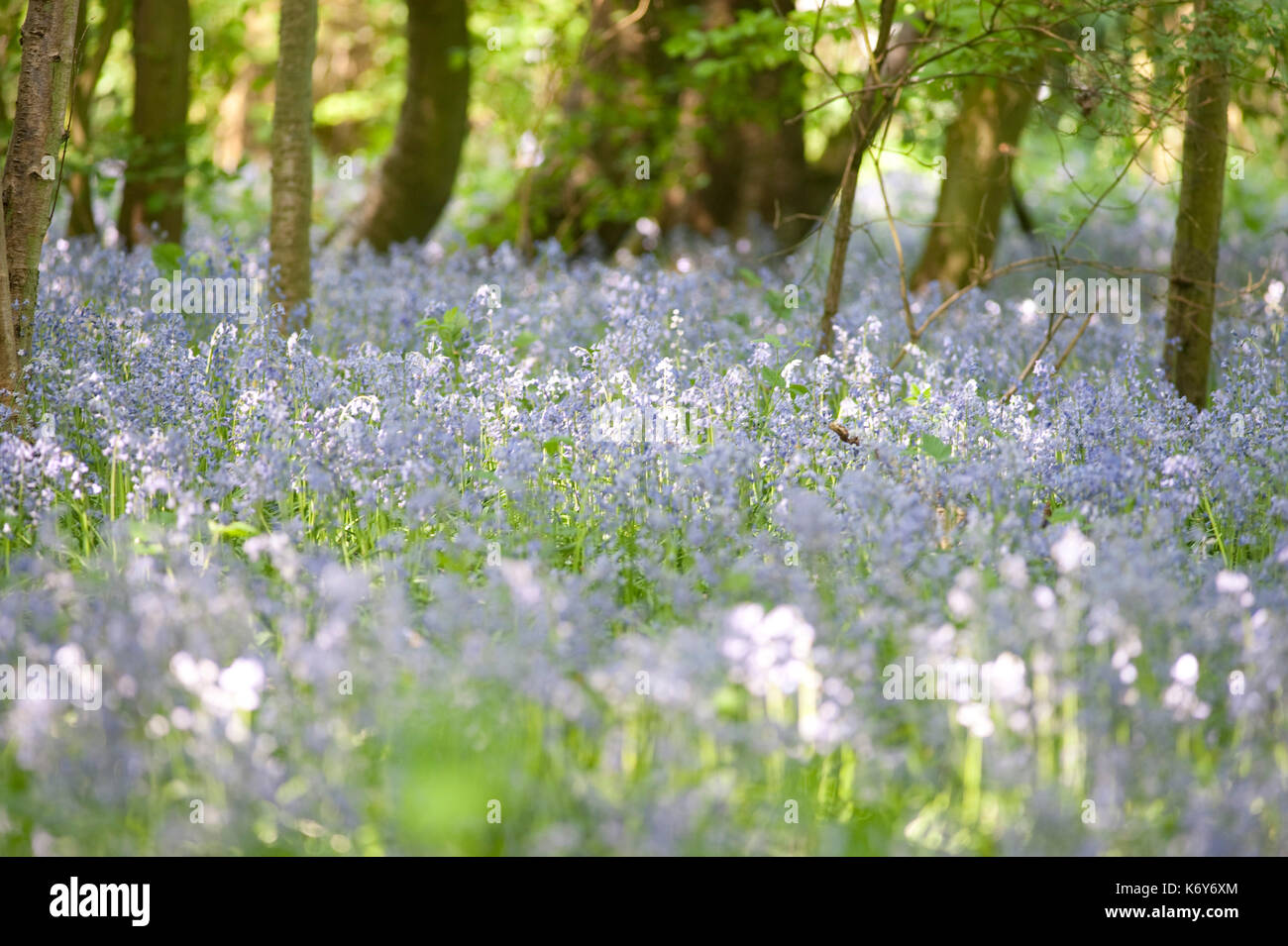 Bluebell woodlands, Hyacinthoides non-scriptus, Stockbury Hill Woodland, Kent Wildlife Trust, UK, protected plant, Stock Photo