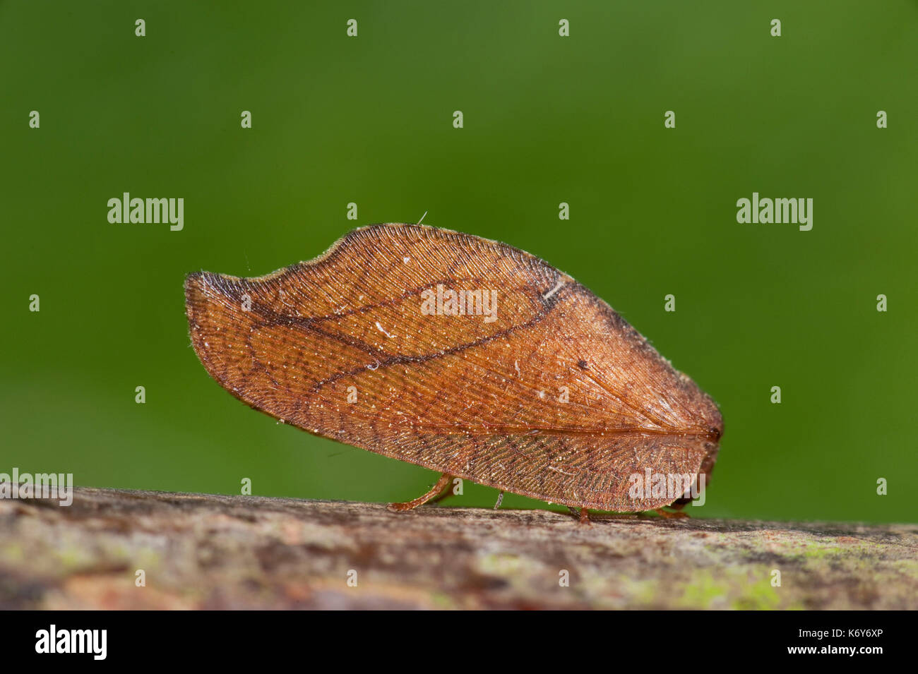 Lacewing, Drepanepteryx phalaenoides, Neuroptera, UK, looks like a leaf when resting, camouflaged, head and antennae hidden under wings Stock Photo