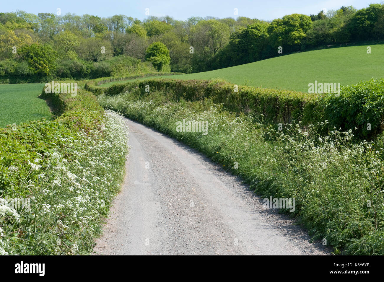 Traditional Hedgerow at edge of farmers field & road, Wye Valley, Kent