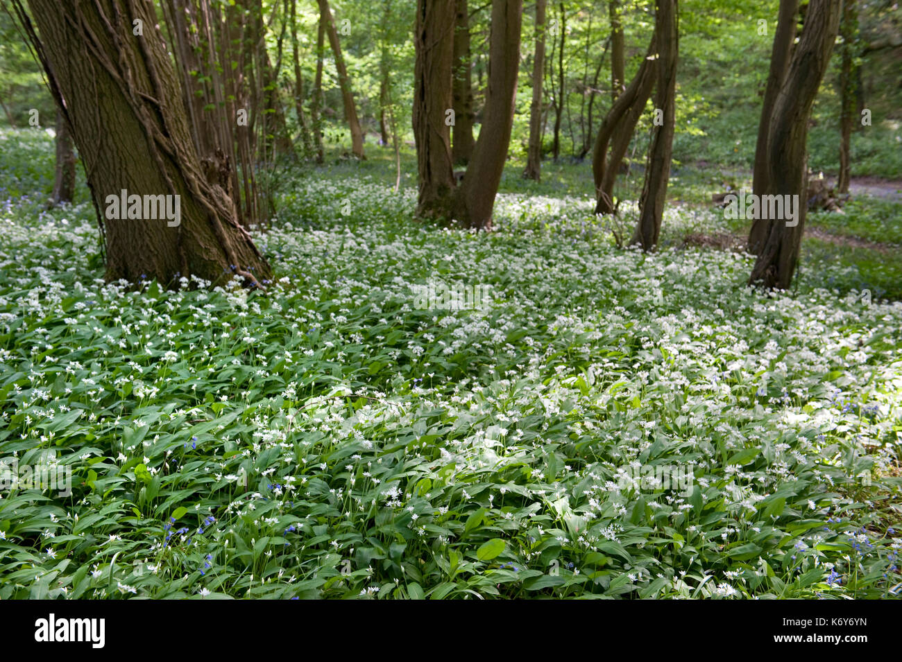 Ramsons Allium ursinum, Park Gate Down, Kent Wildlife Trust, UK
