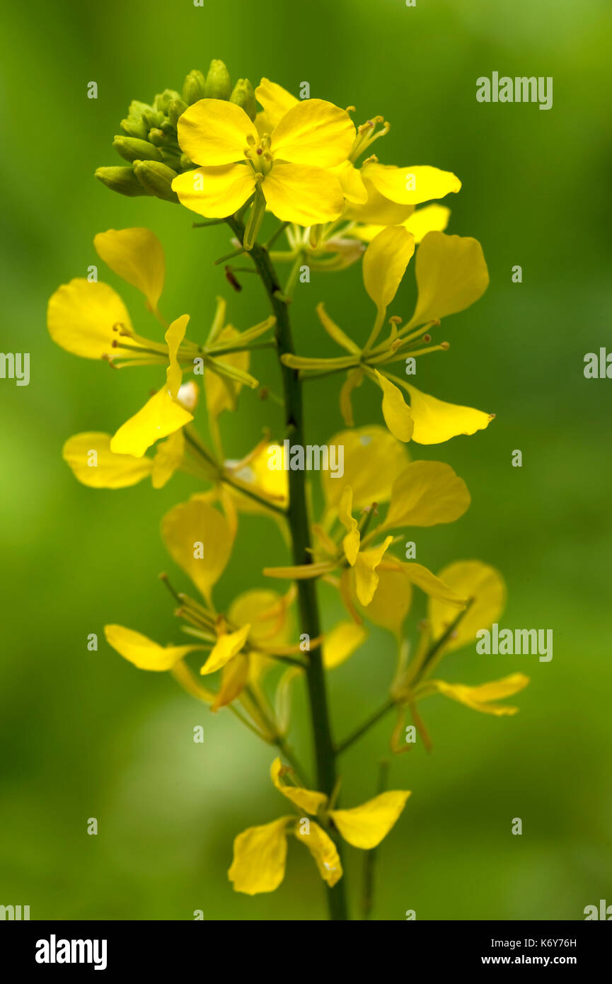 Black mustard, Brassica nigra, Thornden Woodlands, Kent UK, Kent