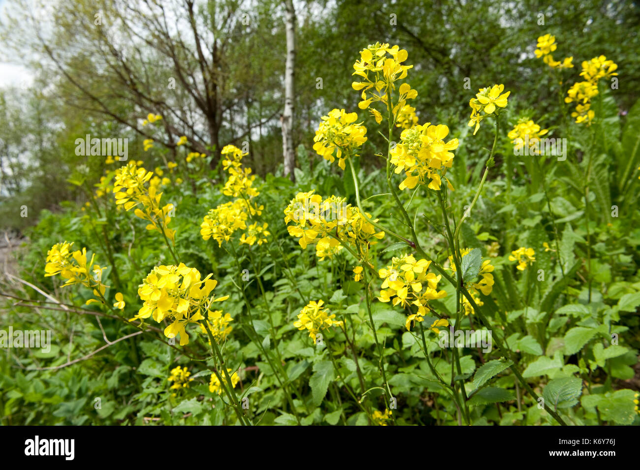 Black mustard, Brassica nigra, Thornden Woodlands, Kent UK, Kent Wildlife Trust Stock Photo