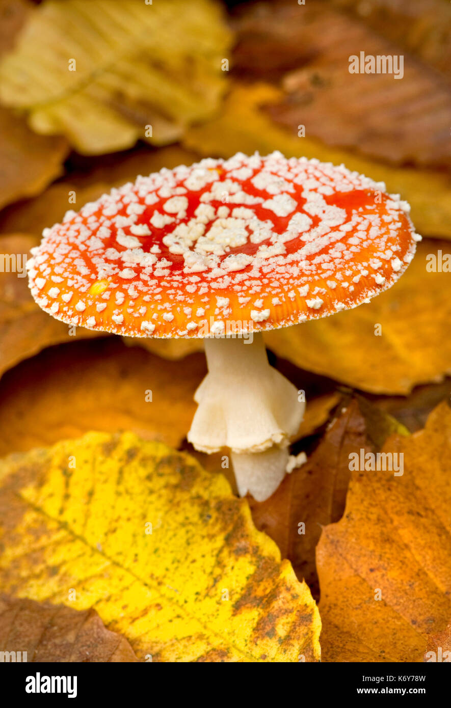 Fly Agaric, Amanita muscaria, Thornden Woods, Kent, UK, in woodland, autumn, poisonous Stock Photo