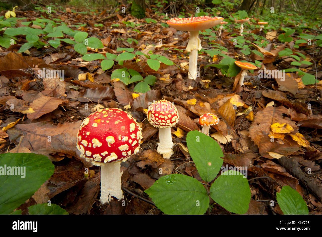 Fly Agaric, Amanita muscaria, Thornden Woods, Kent, UK, in woodland, autumn, poisonous, wide angle view, group together Stock Photo