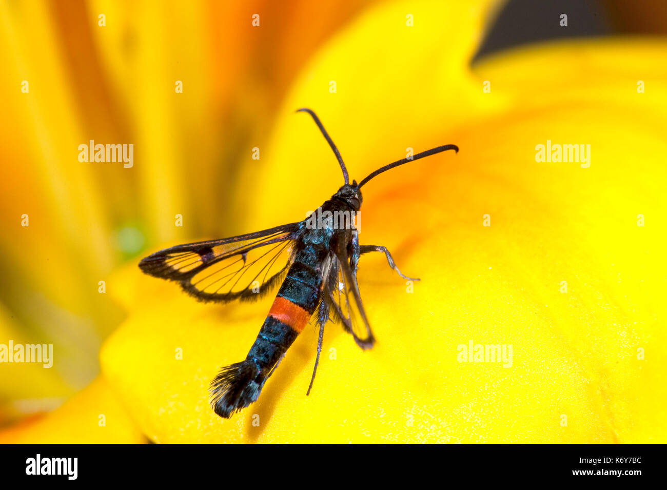 Red Belted Clearwing Moth, Synanthedon myopaeformis, Kent, UK, garden, larvae live under the