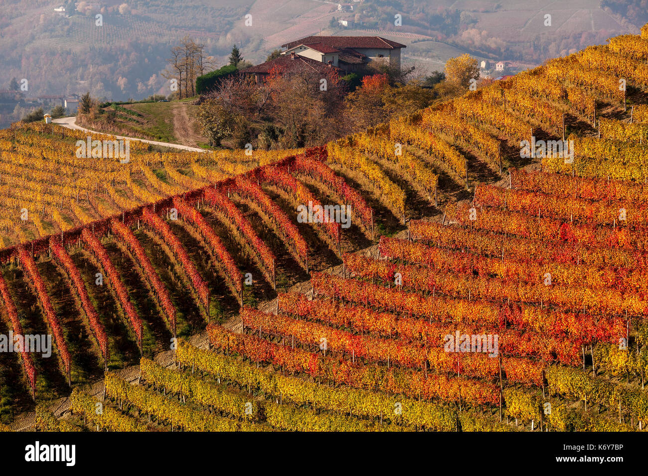 Rows of multicolored autumnal vineyards on the hill in Piedmont, Northern Italy. Stock Photo