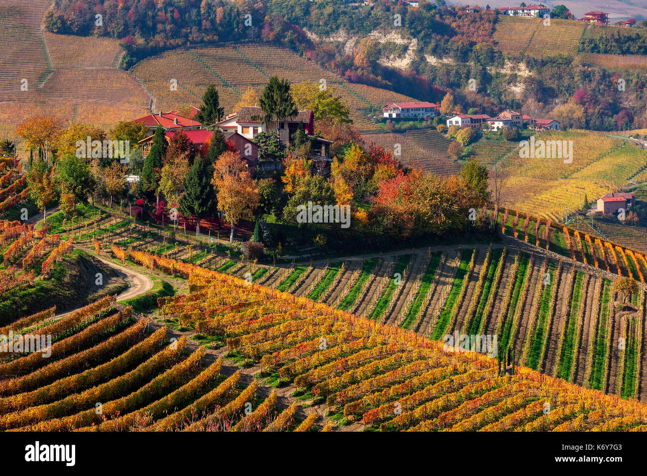 Rows of multicolored autumnal vineyards on the hill of Piedmont, Northern Italy. Stock Photo