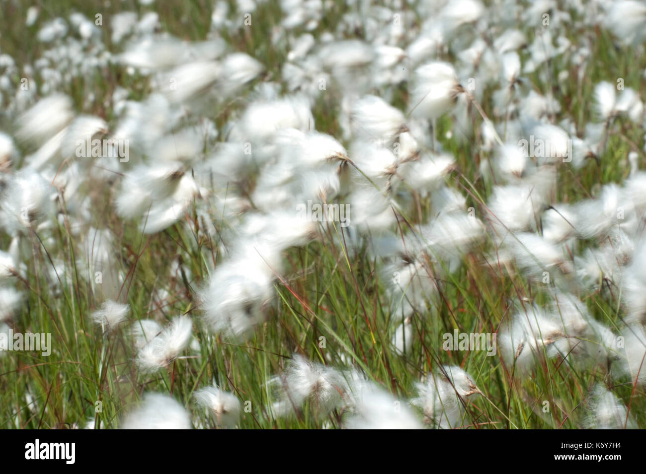 Cotton Grass, Eriophorum angustifolium, Hothfield Heathlands, Kent UK