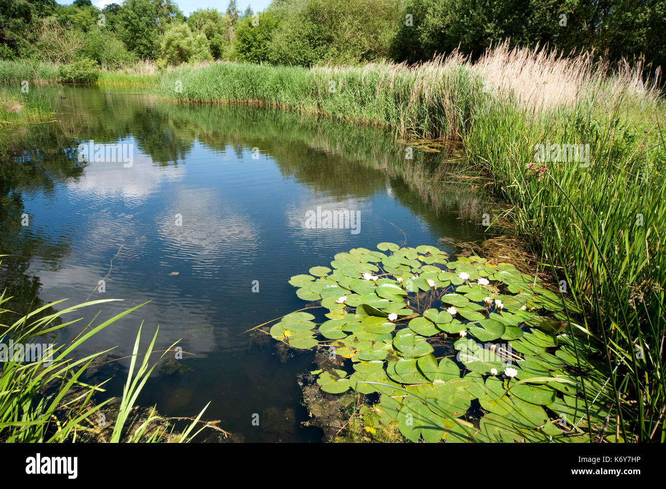 Large pond, Barnes Wetland Trust, London UK, WWT, Stock Photo