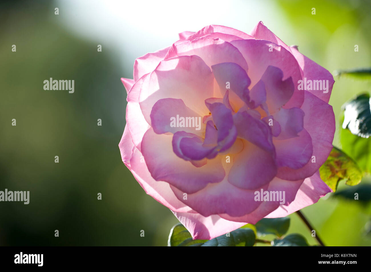 Pink Rose Flower, Mary Rose, Rosa sp., Leeds Castle grounds, Kent UK, close up of petals, Stock Photo