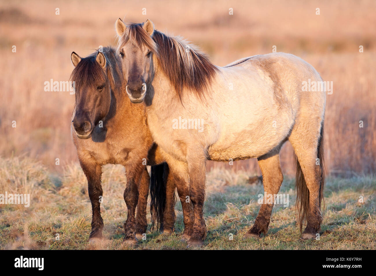 Konik Horse, Oare Marshes, Kent UK, Kent Wildlife Trust paire standing together, direct descendants of the Tarpan, a wild horse which was hunted to ex Stock Photo