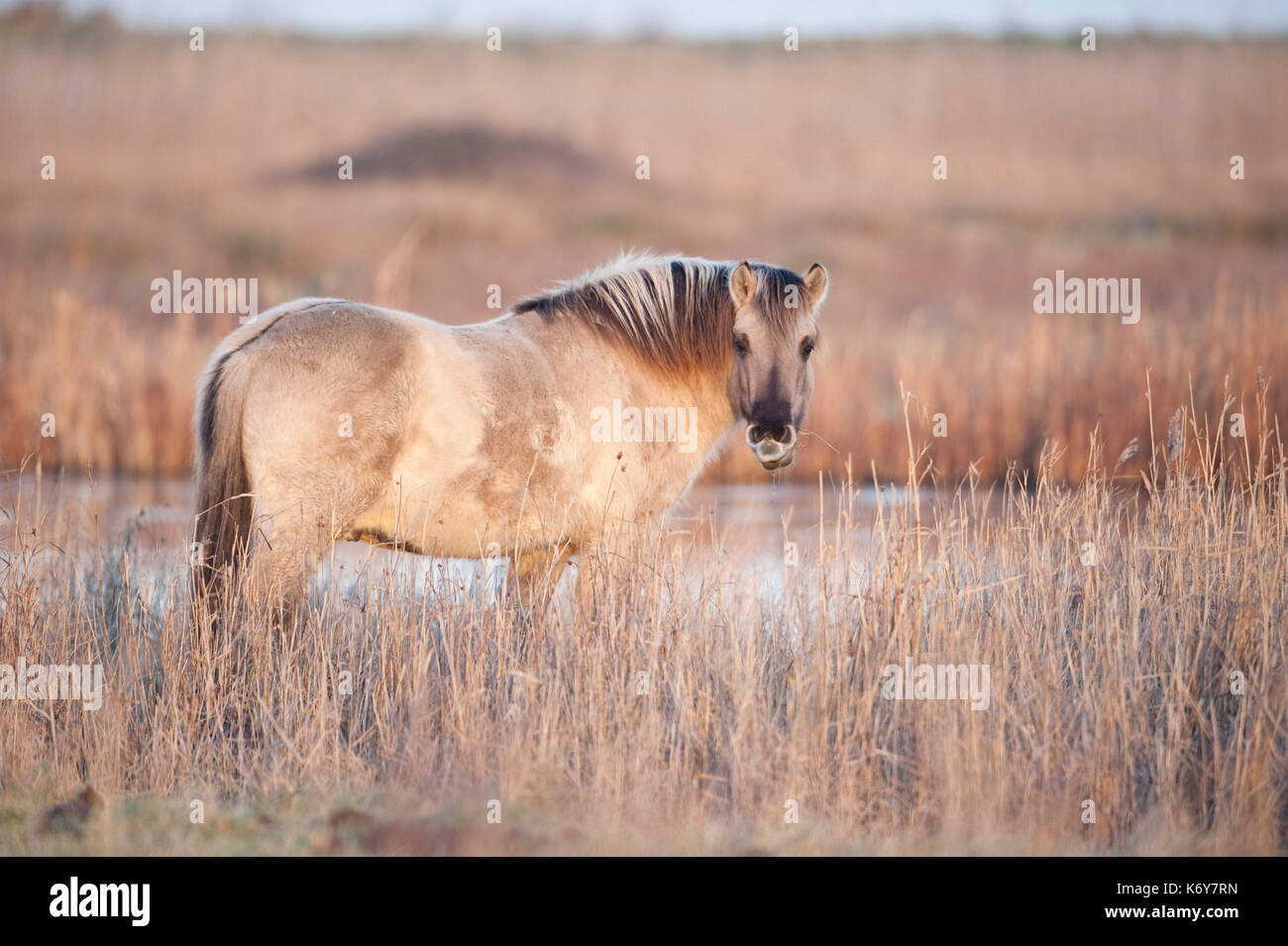 Konik Horse, Oare Marshes, Kent UK, Kent Wildlife Trust standing, direct descendants of the Tarpan, a wild horse which was hunted to extinction, Konik Stock Photo