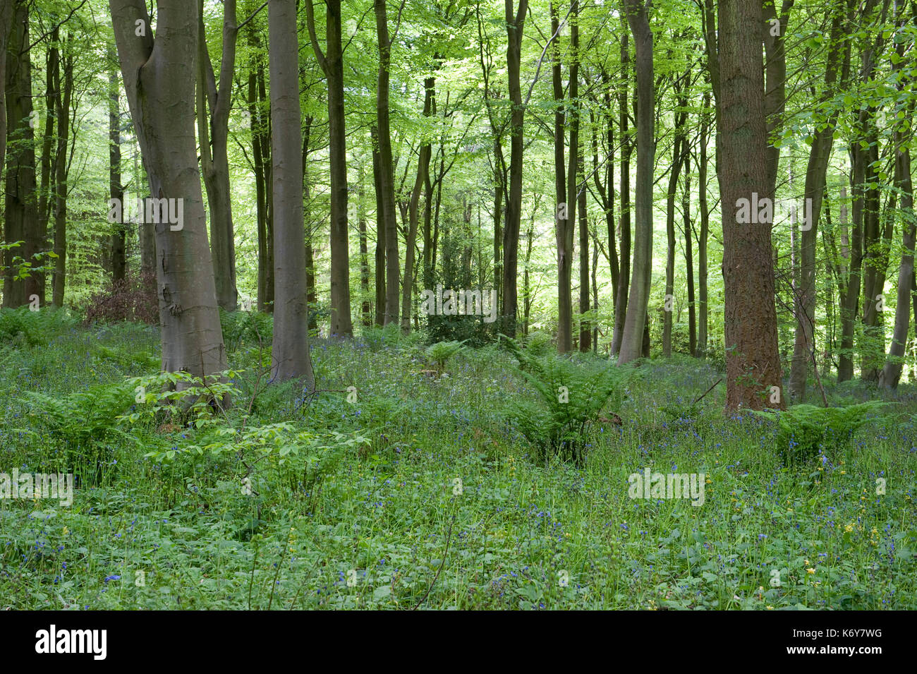 Bluebells in woodland, Hyacinthoides non-scriptus, Kent, UK, protected plant, Covert Wood, Elham Valley Stock Photo