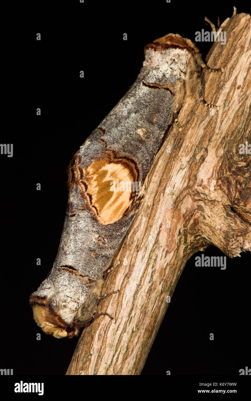 Buff Tip Moth, Phalera bucephala, Pair Mating, camouflaged on branch, looks like broken twig, UK Stock Photo