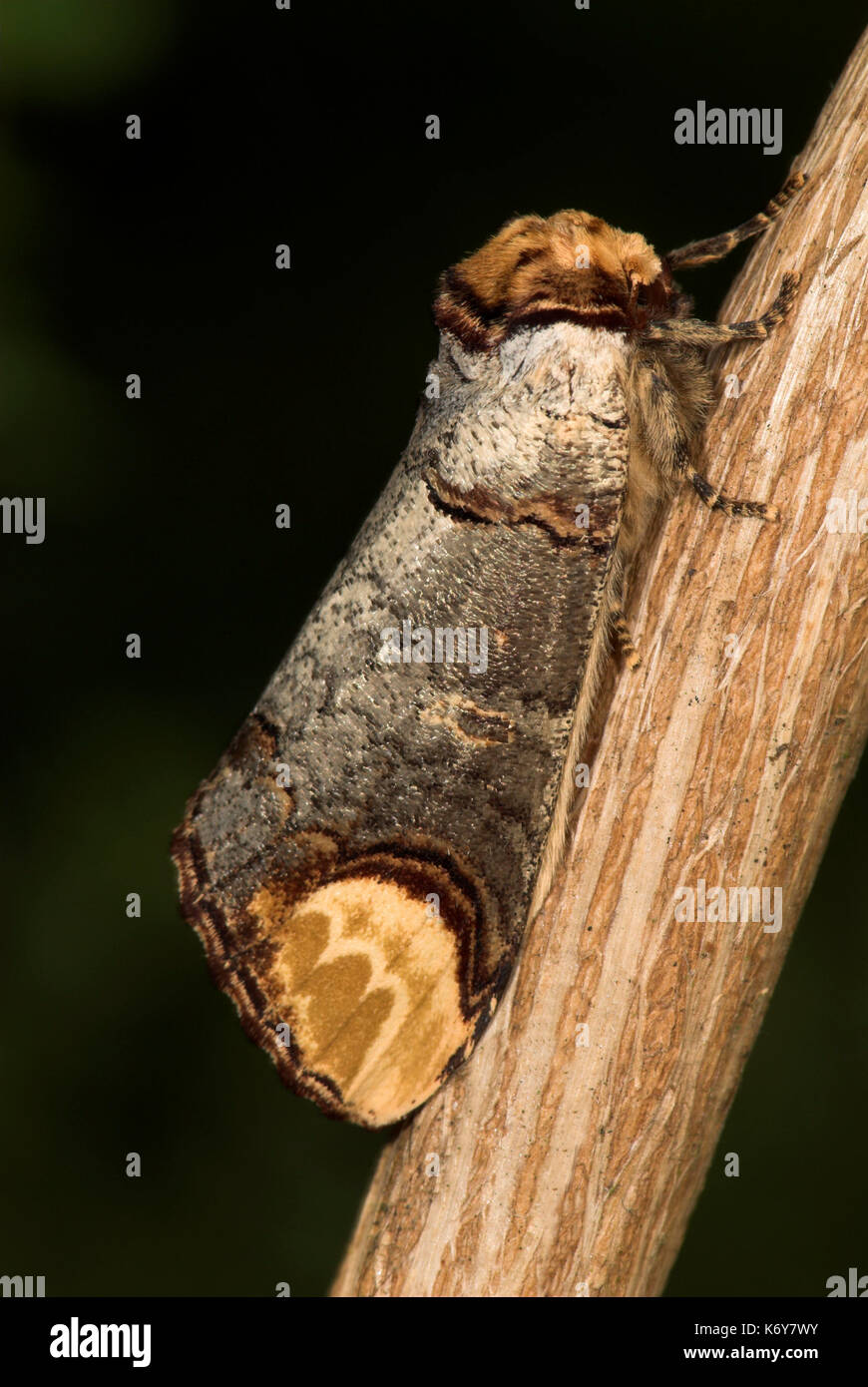 Buff Tip Moth, Phalera bucephala, camouflaged on branch, looks like broken twig, UK Stock Photo