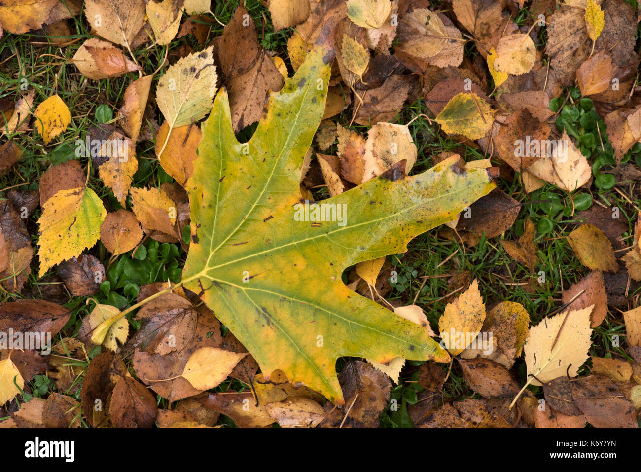 Silver Maple Leaf, Acer saccharinum, UK, autumn leaf on forest floor Stock Photo