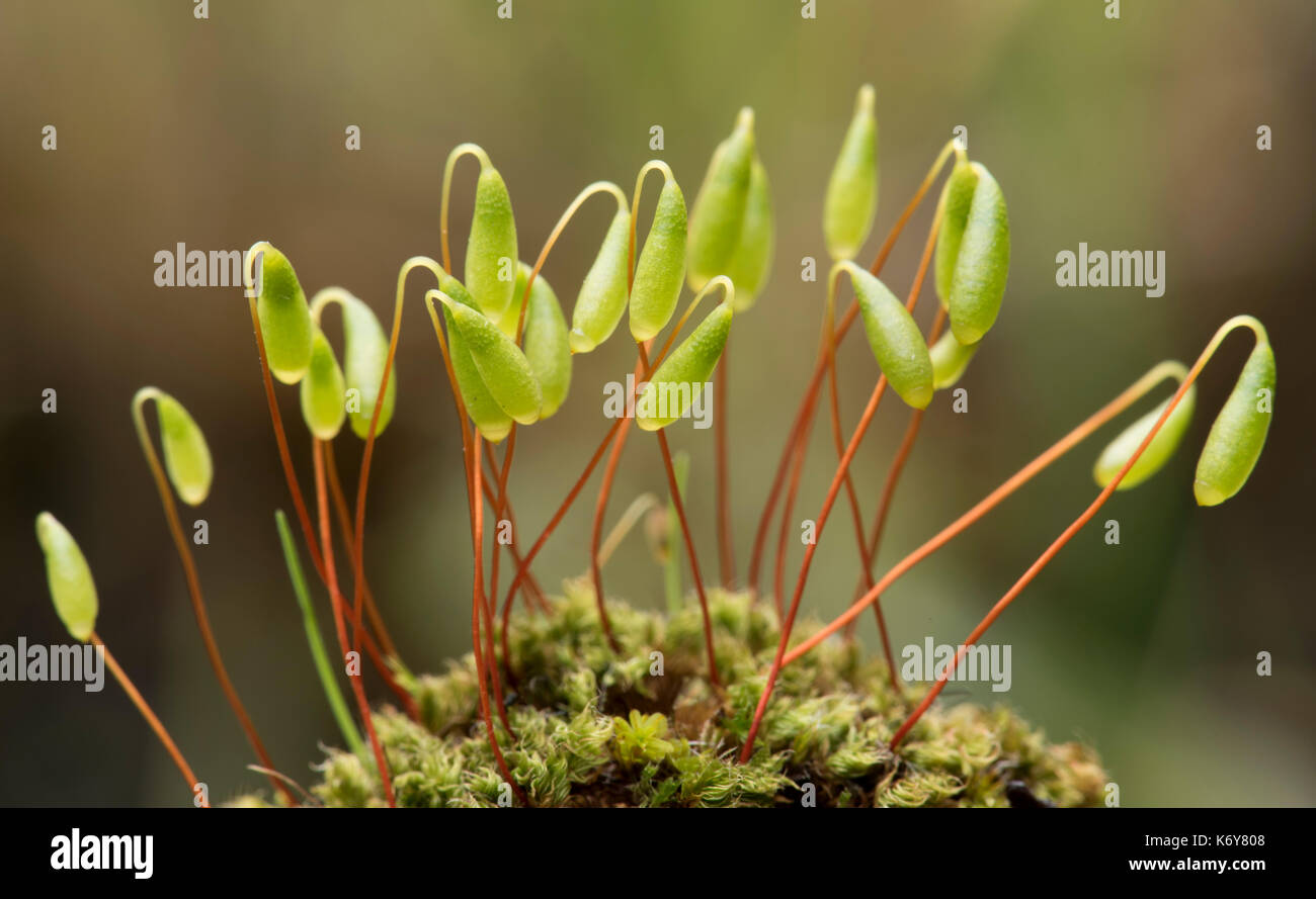 Capillary Thread-moss - Bryum capillare , Kent, UK, close up showing spore capsuals Stock Photo