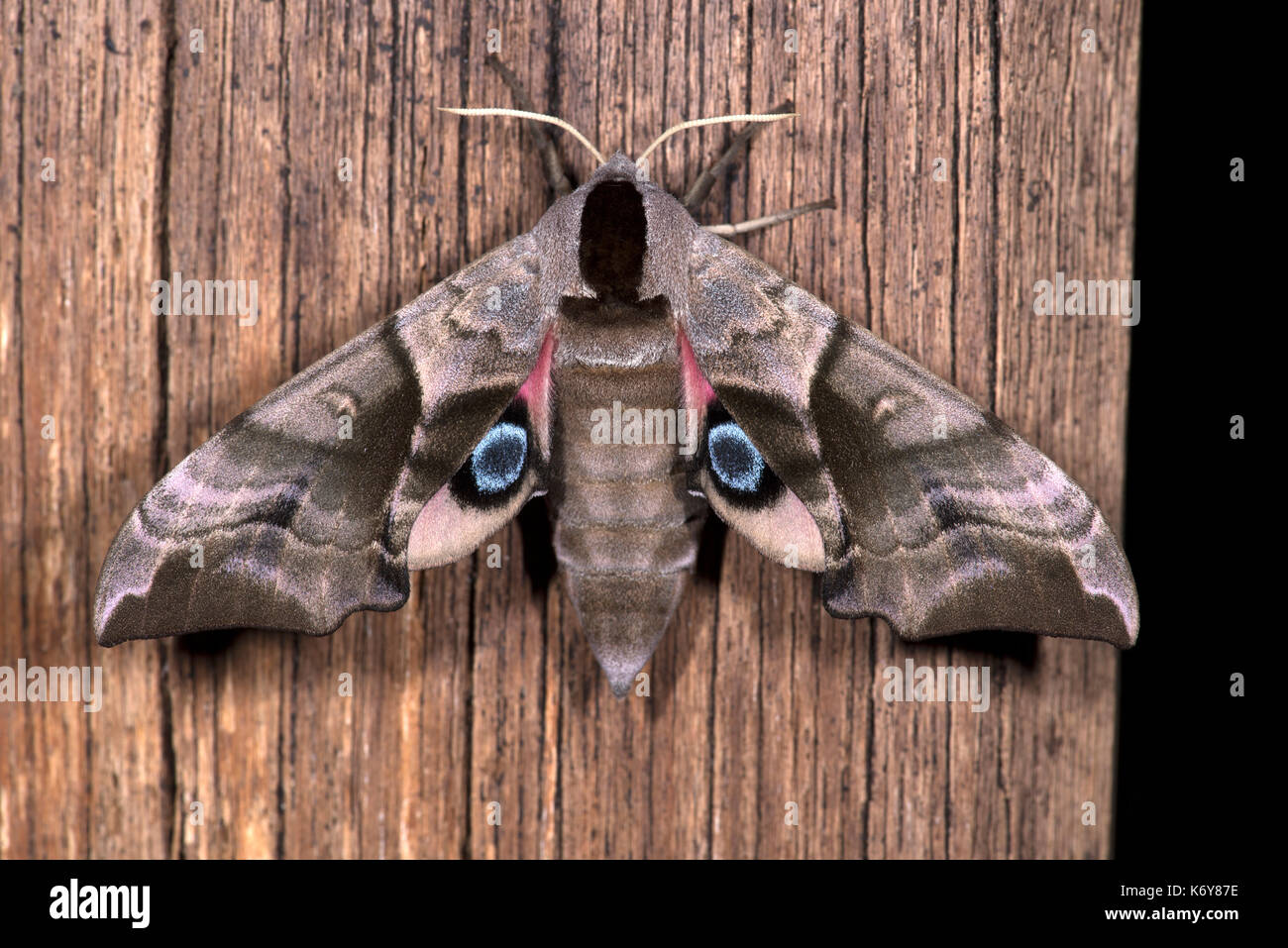 Eyed Hawk Moth, Smerinthus ocellata, Kent, UK, camouflaged appearance at rest, but if provoked, flashes the hindwings, which are decorated with intens Stock Photo