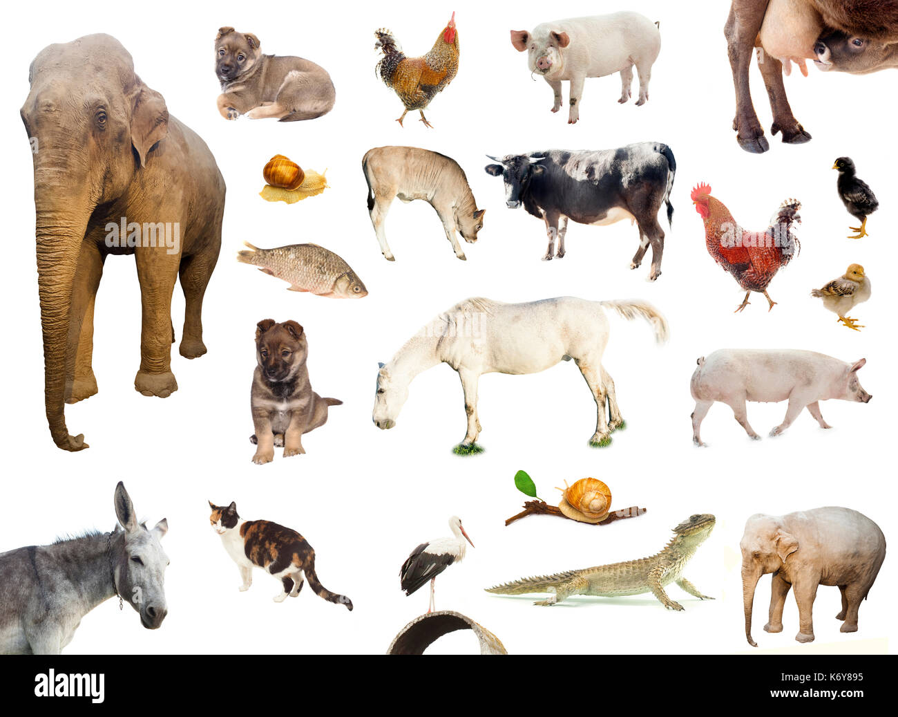 set of farm animals. chicken, pig, cow isolated on white background Stock Photo
