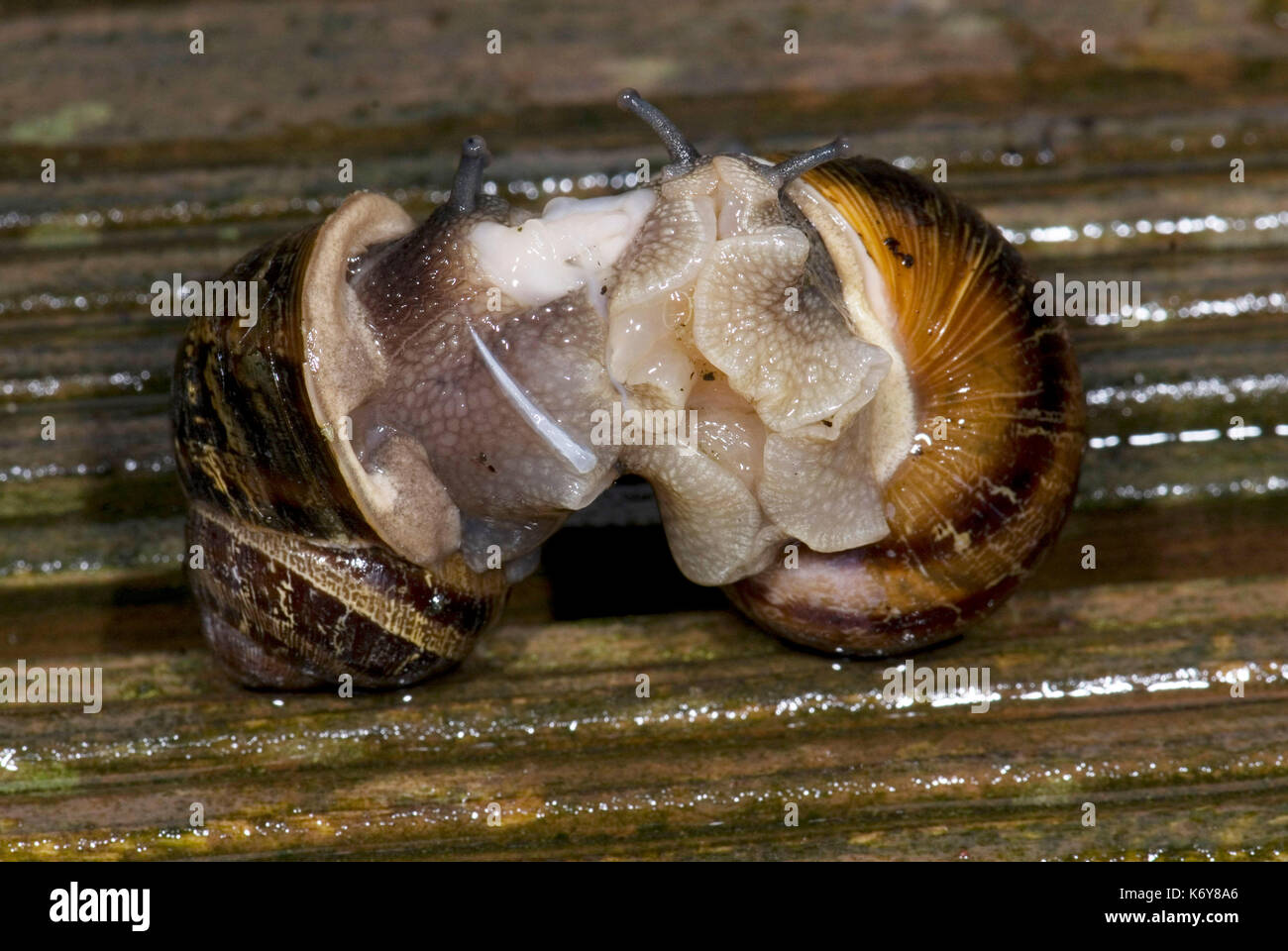 Garden Snail, Helix aspersa, pair mating, showing dart, exchanging
