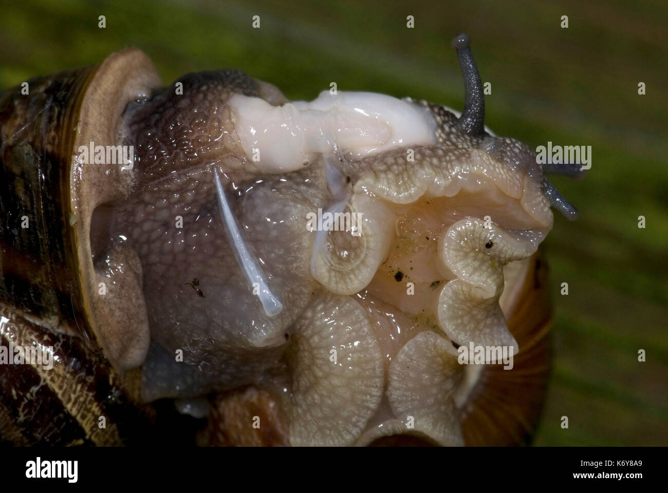 Helix aspersa mating snail hires stock photography and images Alamy