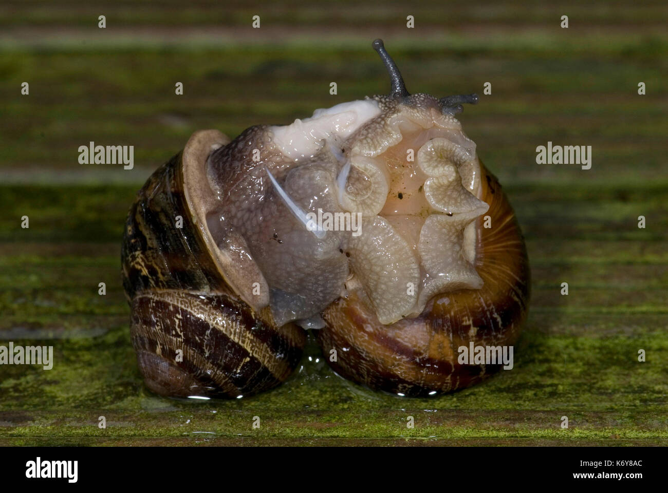 Snails mating hires stock photography and images Alamy