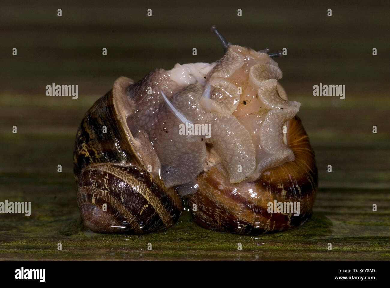 Garden Snail, Helix aspersa, pair mating, showing dart, exchanging
