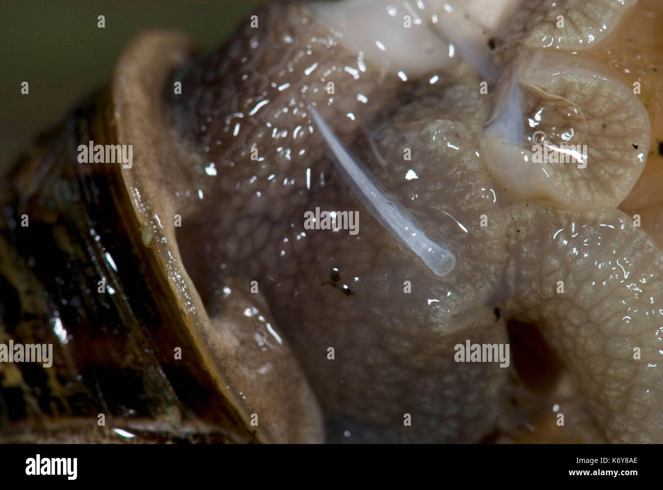 Garden Snail, Helix aspersa, pair mating, showing dart, exchanging