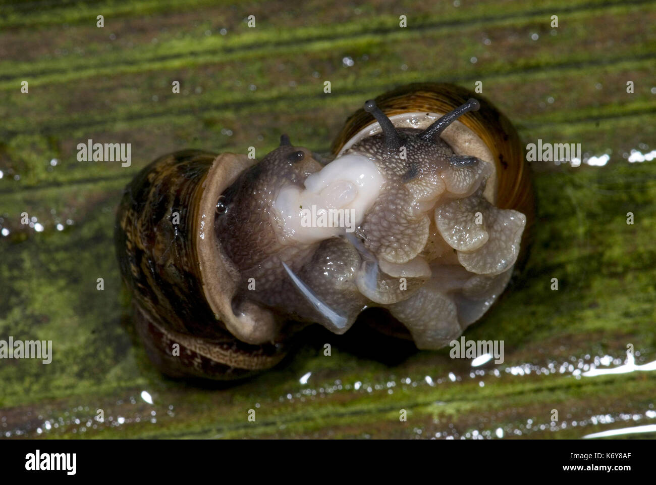 Garden Snail, Helix aspersa, pair mating, showing dart, exchanging