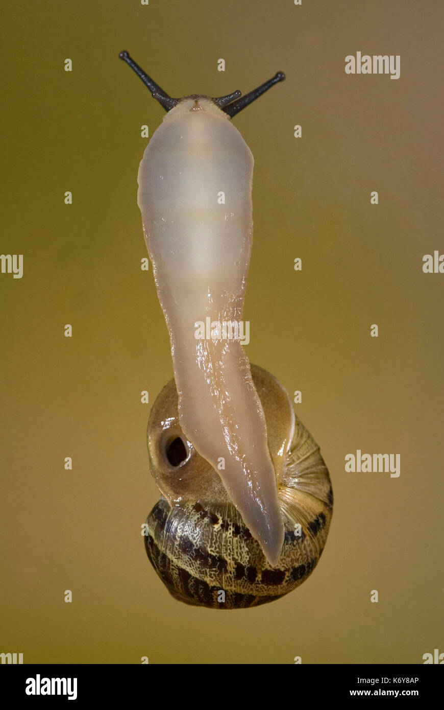 Garden Snail, Helix aspersa, on glass showing underneath and foot, pneumatophore, hole in mantle used for respiration animal mollusc nature night pest Stock Photo